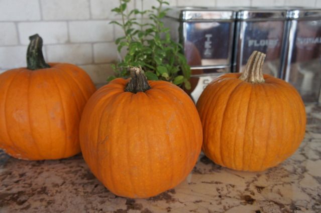 Anne's Odds And Ends: How To Bake A Pumpkin (it's Easier Than You May ...